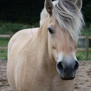 Fjordhest Heidi
