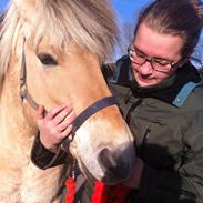 Fjordhest Heidi