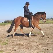 Connemara Sølunds Mango