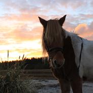 Anden særlig race Reddi (Oskar, Lukas,Max)