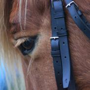 Anden særlig race Reddi (Oskar, Lukas,Max)