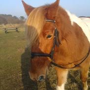 Anden særlig race Reddi (Oskar, Lukas,Max)