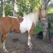 Anden særlig race Reddi (Oskar, Lukas,Max)