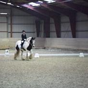 Irish Cob Holly