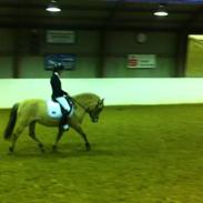 Anden særlig race Jessica