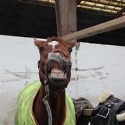 Hollandsk Varmblod Master || R.I.P ||