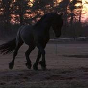 Frieser Drewis Dueholm