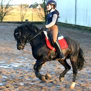 Welsh Pony af Cob-type (sec C) Llanstephan Joseff aka. Hingst