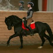 Welsh Pony af Cob-type (sec C) Llanstephan Joseff aka. Hingst