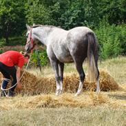 Welsh Pony (sec B) Lundehuset's Harmonie