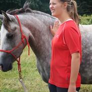 Welsh Pony (sec B) Lundehuset's Harmonie