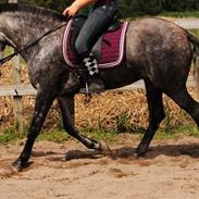 Pura Raza Española Super Nova