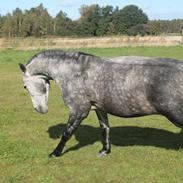 Pura Raza Española Super Nova