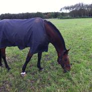 Dansk Varmblod Limbo Rock Holmklit