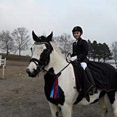 Irish Cob Holly