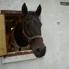 Oldenborg Orina Helfin (Trunte)