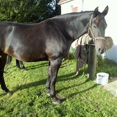 Oldenborg Orina Helfin (Trunte)