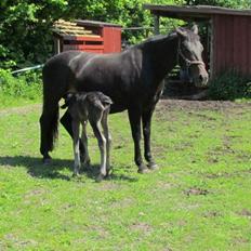 Oldenborg Orina Helfin (Trunte)