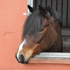 Hollandsk Sportspony Isabella Af Mindet