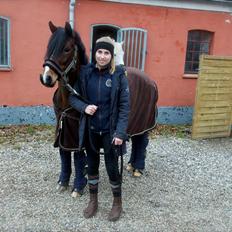 Hollandsk Sportspony Isabella Af Mindet