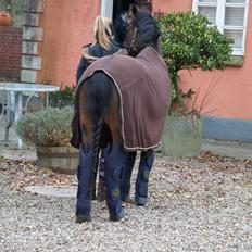 Hollandsk Sportspony Isabella Af Mindet