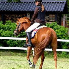 Anden særlig race Ponygården's Megara