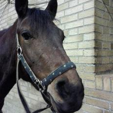 Anden særlig race FMR´s Olivia