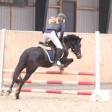 New Forest Kvægbjergs Koket!(Koko)<3