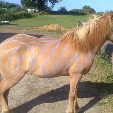 Islænder Ida fra Snøde