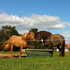 Islænder Ida fra Snøde