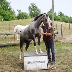 Welsh Pony (sec B) Lundehuset's Harmonie