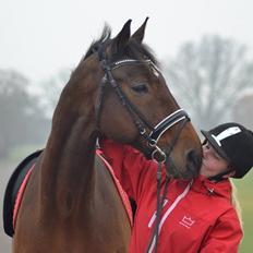 Dansk Varmblod Landeur (Litan)