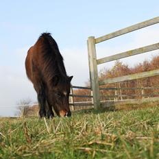 Islænder Depla frá lunansholti II
