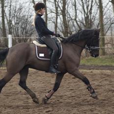 Welsh Cob (sec D) Højsgaard's santos B-PONY