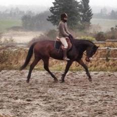 Fuldblod (XX) Bonne Easter