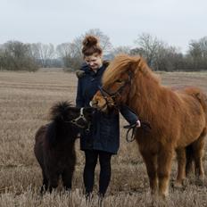 Shetlænder Peanut