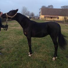 Arabisk fuldblod (OX) Ga Shaman