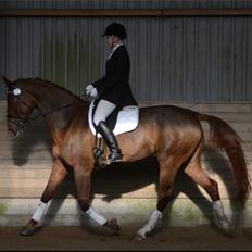 Dansk Varmblod Miss Ellie