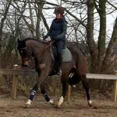 Dansk Varmblod Paradise