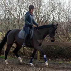 Dansk Varmblod Paradise