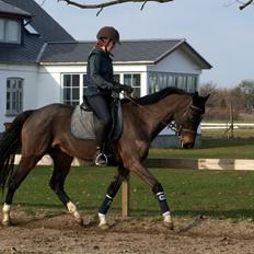 Dansk Varmblod Paradise