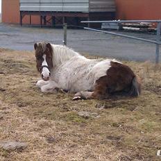 Anden særlig race Samba