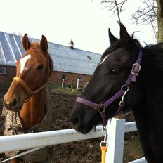 Anden særlig race Farida Arieke 