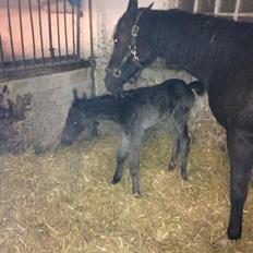 Anden særlig race Farida Arieke 