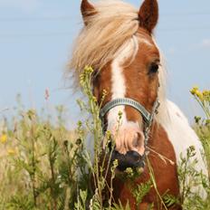 Miniature Pocahontas