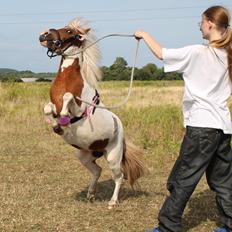 Miniature Pocahontas