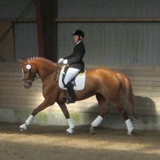 Dansk Varmblod Bakkegårdens Latini´Z