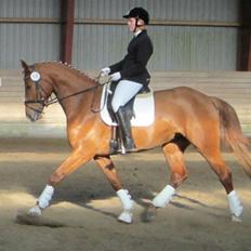 Dansk Varmblod Bakkegårdens Latini´Z