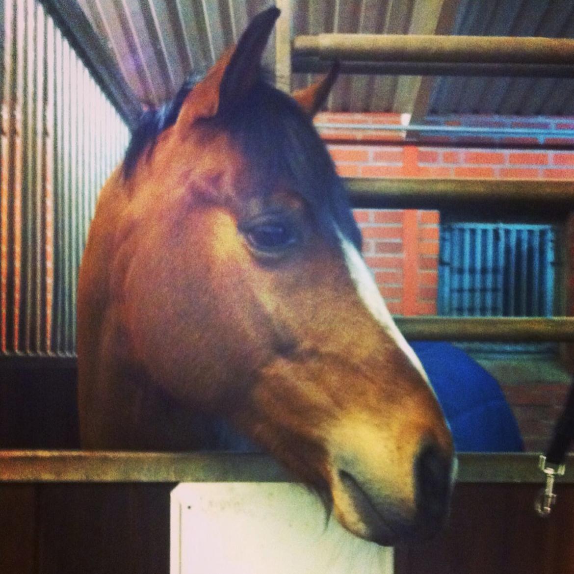 DSP Kovu A billede 7