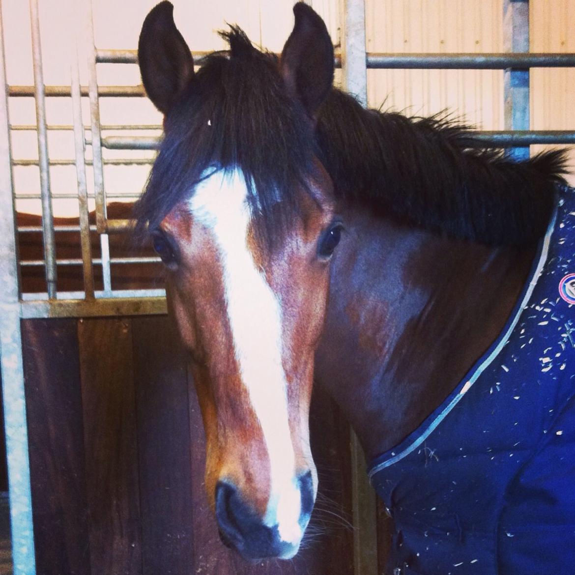 DSP Kovu A billede 8